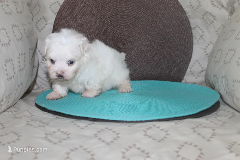 ID # 9849 Female Maltese – Maltese puppy for sale in Maryville, MO
