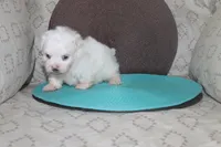 ID # 9849 Female Maltese, a female Maltese for sale in Maryville, MO – 1 of 5