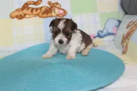 ID # 9836 Male Parti Yorkie, a male Yorkshire Terrier for sale in Maryville, MO – 7 of 7