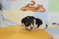 ID # 9845 Female Parti Yorkie , a female Yorkshire Terrier for sale in Maryville, MO – 8 of 10