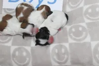 Trixie's Teddy Bear Boys, a male Shichon for sale in Maryville, MO – Photo 6 of 9