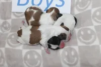 Trixie's Teddy Bear Boys, a male Shichon for sale in Maryville, MO – Photo 8 of 9