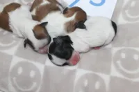 Trixie's Teddy Bear Boys, a male Shichon for sale in Maryville, MO – Photo 3 of 9