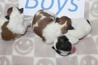 Trixie's Teddy Bear Boys, a male Shichon for sale in Maryville, MO – Photo 5 of 9