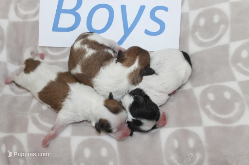 Trixie's Teddy Bear Boys, a male Shichon for sale in Maryville, MO – Photo 1 of 9