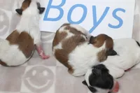 Trixie's Teddy Bear Boys, a male Shichon for sale in Maryville, MO – Photo 7 of 9