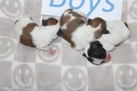 Trixie's Teddy Bear Boys, a male Shichon for sale in Maryville, MO – Photo 2 of 9