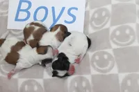 Trixie's Teddy Bear Boys, a male Shichon for sale in Maryville, MO – Photo 4 of 9