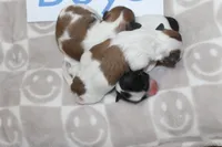 Trixie's Teddy Bear Boys, a male Shichon for sale in Maryville, MO – Photo 9 of 9