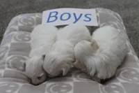 Lucy's Baby Boys, a male Maltese for sale in Maryville, MO – Photo 7 of 8