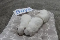 Lucy's Baby Boys, a male Maltese for sale in Maryville, MO – Photo 2 of 8