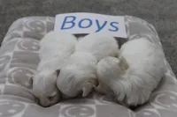 Lucy's Baby Boys, a male Maltese for sale in Maryville, MO – Photo 3 of 8