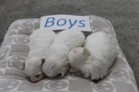 Lucy's Baby Boys, a male Maltese for sale in Maryville, MO – Photo 5 of 8