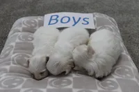 Lucy's Baby Boys, a male Maltese for sale in Maryville, MO – Photo 1 of 8