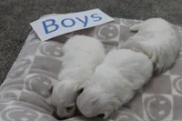 Lucy's Baby Boys, a male Maltese for sale in Maryville, MO – Photo 8 of 8