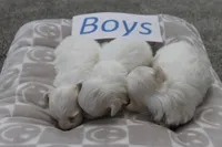 Lucy's Baby Boys, a male Maltese for sale in Maryville, MO – Photo 4 of 8