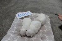 Lucy's Baby Boys, a male Maltese for sale in Maryville, MO – Photo 6 of 8