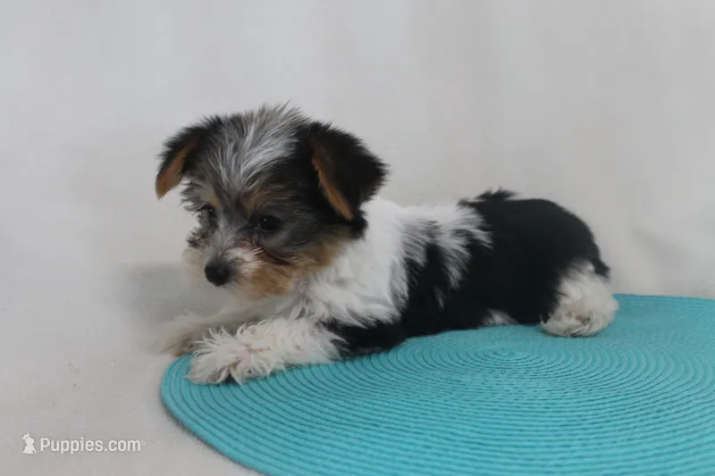 ID # 9203 Female Parti Yorkie – Yorkshire Terrier puppy for sale in Maryville, MO