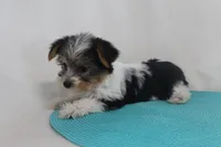 ID # 9203 Tiny Female Parti Yorkie, a female Yorkshire Terrier for sale in Maryville, MO – 1 of 5