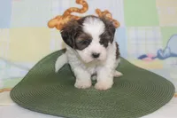 ID # 9839 Male Shorkie , a male Shorkie for sale in Maryville, MO – 3 of 10