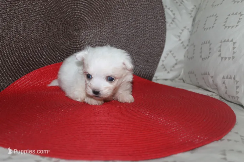 ID # 9857 Small Male Maltese – Maltese puppy for sale in Maryville, MO