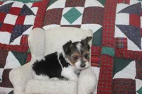 ID # 9192 Male Parti Yorkie, a male Yorkshire Terrier for sale in Maryville, MO – 4 of 7