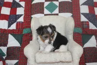 ID # 9192 Male Parti Yorkie, a male Yorkshire Terrier for sale in Maryville, MO – 3 of 7