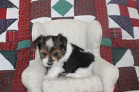 ID # 9192 Male Parti Yorkie, a male Yorkshire Terrier for sale in Maryville, MO – 6 of 7