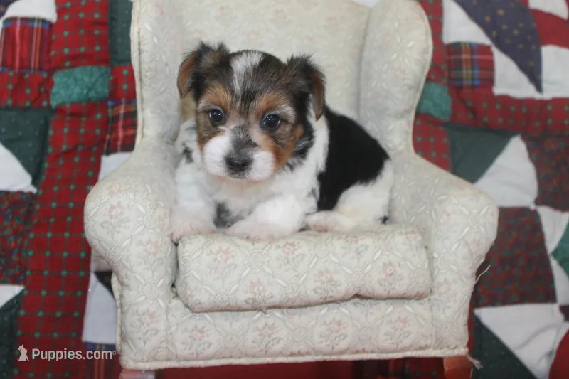ID # 9192 Male Parti Yorkie – Yorkshire Terrier puppy for sale in Maryville, MO