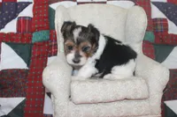 ID # 9192 Male Parti Yorkie, a male Yorkshire Terrier for sale in Maryville, MO – 5 of 7