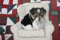 ID # 9192 Male Parti Yorkie, a male Yorkshire Terrier for sale in Maryville, MO – 2 of 7