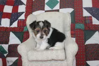 ID # 9192 Male Parti Yorkie, a male Yorkshire Terrier for sale in Maryville, MO – 7 of 7