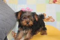 ID # 9855 Small Male Yorkie, a male Yorkshire Terrier for sale in Maryville, MO – 5 of 10