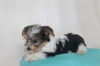 ID # 9203 Tiny Female Parti Yorkie, a female Yorkshire Terrier for sale in Maryville, MO – 5 of 5