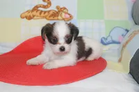ID # 9844 Female Shorkie, a female Shorkie for sale in Maryville, MO – 8 of 9