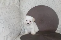 ID # 9846 Small Male Maltese, a male Maltese for sale in Maryville, MO – 2 of 9