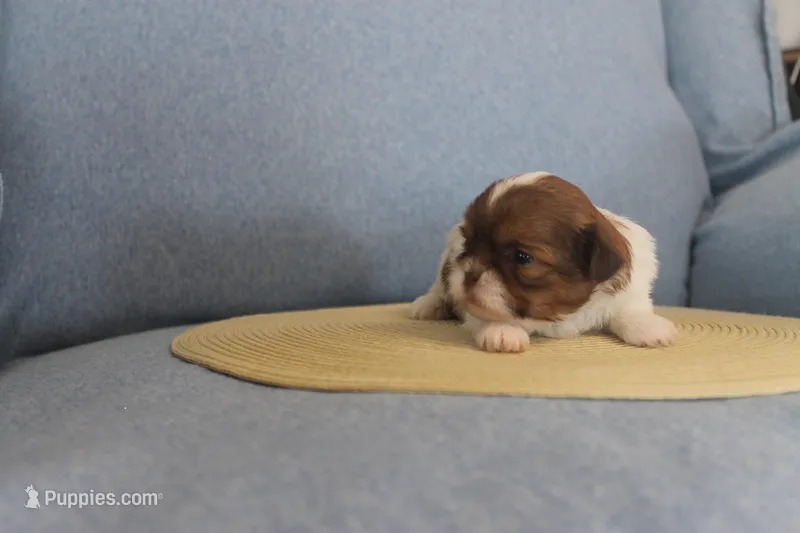 ID # 9188 Female Shih Tzu