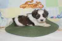 ID # 9839 Male Shorkie , a male Shorkie for sale in Maryville, MO – 2 of 10