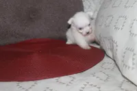 ID # 9840 Small Female Maltese, a female Maltese for sale in Maryville, MO – 2 of 10