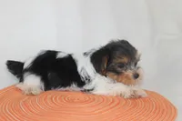 ID E 9208 Small Male Parti Yorkie, a male Yorkshire Terrier for sale in Maryville, MO – 5 of 9