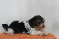 ID E 9208 Small Male Parti Yorkie, a male Yorkshire Terrier for sale in Maryville, MO – 9 of 9