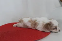 ID # 9207 Tiny Male Parti Yorkie, a male Yorkshire Terrier for sale in Maryville, MO – 2 of 7