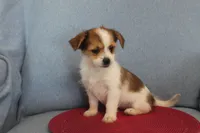 ID # 9768 Female Shorkie, a female Shorkie for sale in Maryville, MO – Photo 7 of 10