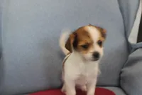 ID # 9768 Female Shorkie, a female Shorkie for sale in Maryville, MO – Photo 8 of 10