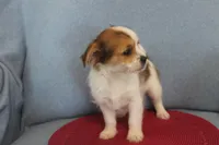 ID # 9768 Female Shorkie, a female Shorkie for sale in Maryville, MO – Photo 9 of 10