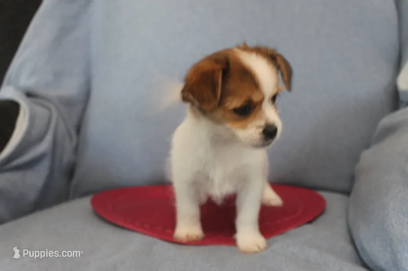 ID # 9768 Female Shorkie