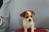 ID # 9768 Female Shorkie, a female Shorkie for sale in Maryville, MO – Photo 4 of 10