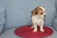 ID # 9768 Female Shorkie, a female Shorkie for sale in Maryville, MO – Photo 5 of 10