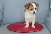 ID # 9768 Female Shorkie, a female Shorkie for sale in Maryville, MO – Photo 6 of 10