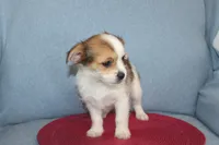 ID # 9768 Female Shorkie, a female Shorkie for sale in Maryville, MO – Photo 3 of 10